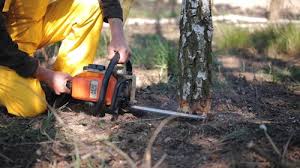 How Our Tree Care Process Works  in Santa Ynez, CA